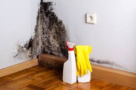 Mold Odor Removal Services in Dellwood, MN